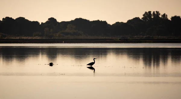 Bird looking to the right, high contrast — Stock Photo, Image