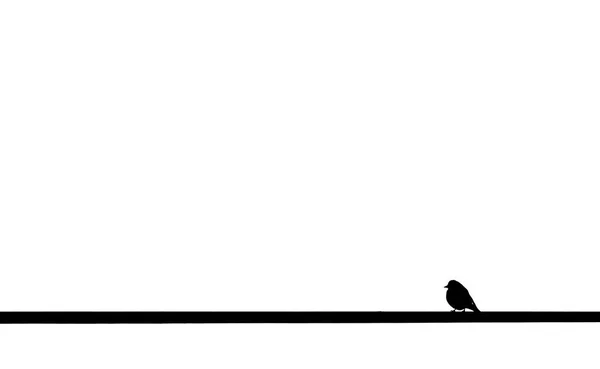 Podświetlenia Wysoki Kontrast Mały Ptak Przez Kabel Patrząc Lewo Białe — Zdjęcie stockowe