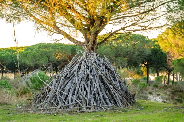 Mucchio di legno secco che circonda l'albero — Foto Stock