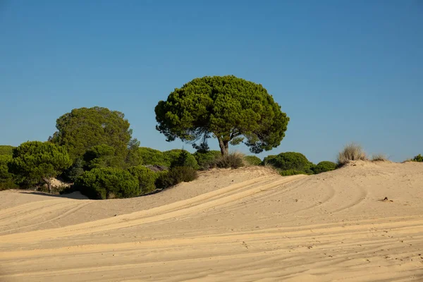 wheel marks in the sand and blue sky