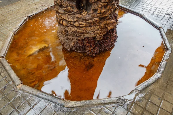 City tree pot after flooding, top view — Stock Photo, Image