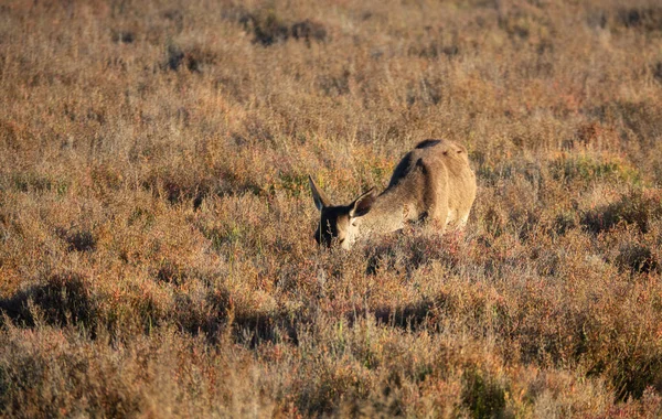 Вид спереди на кормление оленей в кустах — стоковое фото