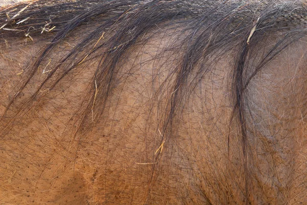 Closeup of warthog back with long hairs — Stock Photo, Image