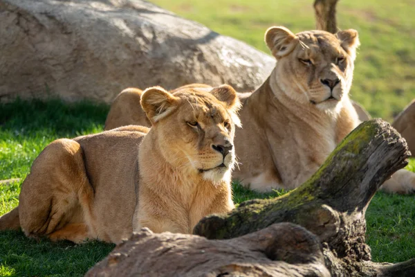 Dos leones hembra acostados sobre la hierba — Foto de Stock