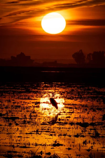 Vacker solnedgång i risfält med solen speglar och heron — Stockfoto