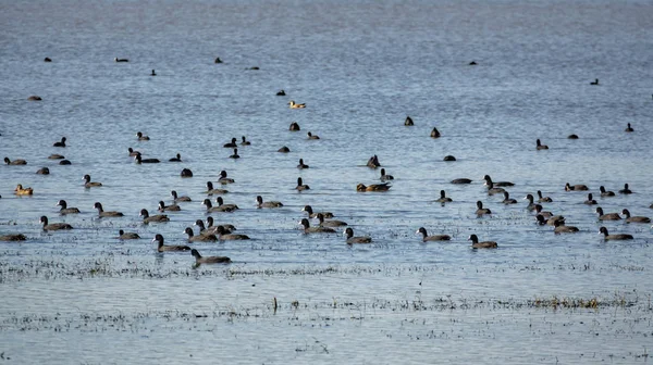 Fulica atra dużej grupy w jeziorze — Zdjęcie stockowe