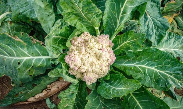 Blomkål ovanifrån med ljust gröna blad — Stockfoto