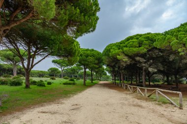 Çam ağacı ormanın ortasında izlemek