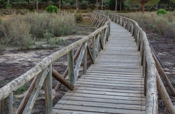 Wide angle of wooden footbridge track over dry wetlands — Stock Photo, Image