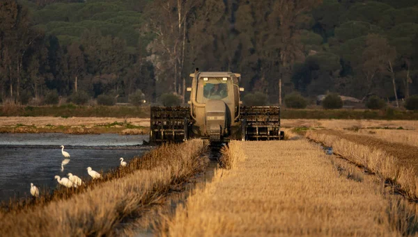 Traktor skörd risfält med hägrar, framifrån — Stockfoto