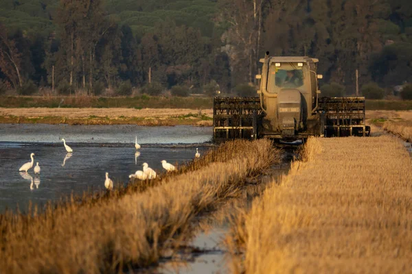 Langzeitaufnahme des Traktors bei der Reisernte mit Reihern, Frontansicht — Stockfoto