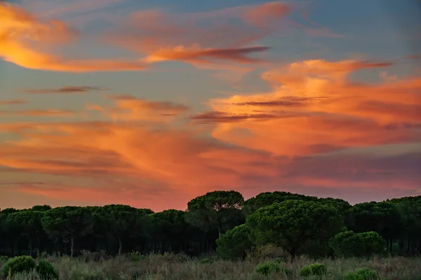 Bosque de pinos y arbustos al atardecer con brillantes nubes naranjas —  Fotos de Stock