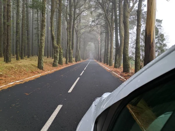 Guidare nella foresta nebbiosa con pini — Foto Stock