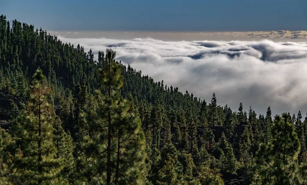 Bosque de pinos sobre el océano de nubes —  Fotos de Stock