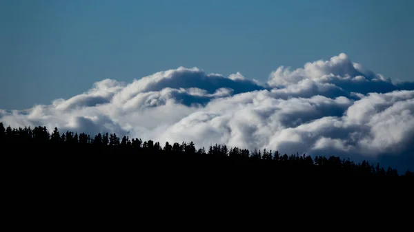 Wolken achter de bomen op de top van de bergen — Stockfoto