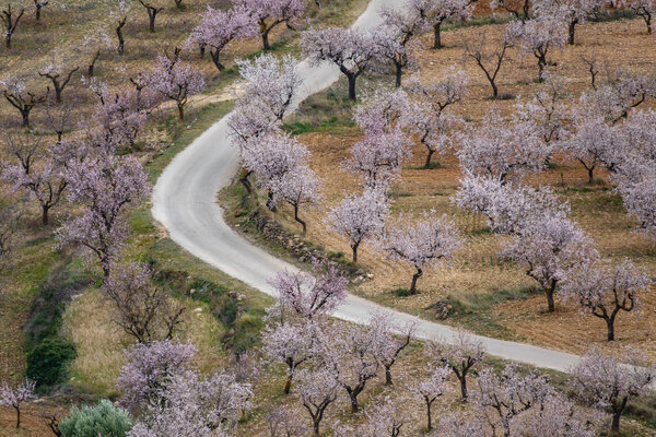 Almond trees in blossom at both sides of the road