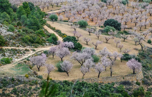 Vista superior de campos de almendros en flor — Foto de Stock