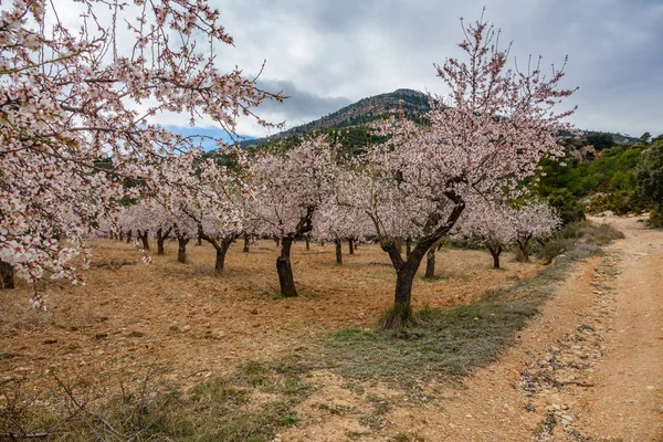 Profiel te bekijken van de wachtelboom veld in bloei — Stockfoto