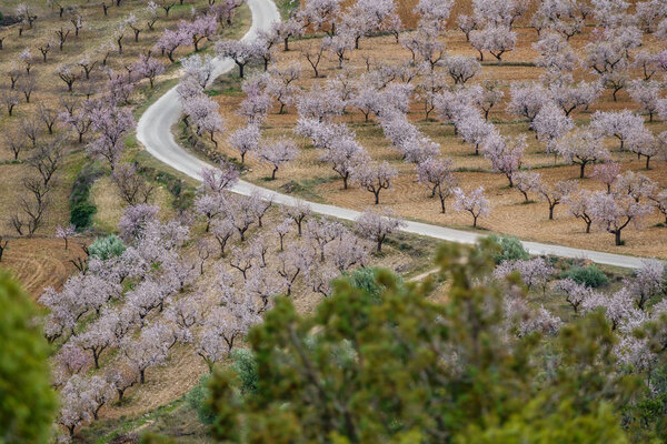 Long shot of almond trees in blossom at both sides of the road