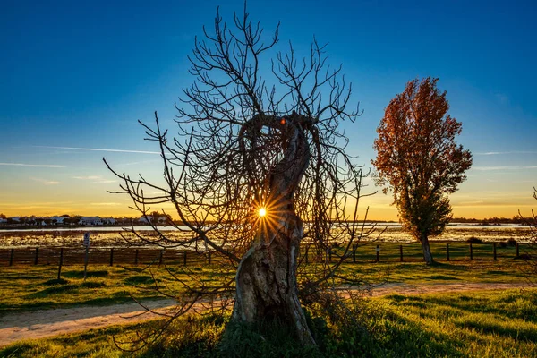 Sunrise ray ışıkları ile kuru ağacın arkasında — Stok fotoğraf