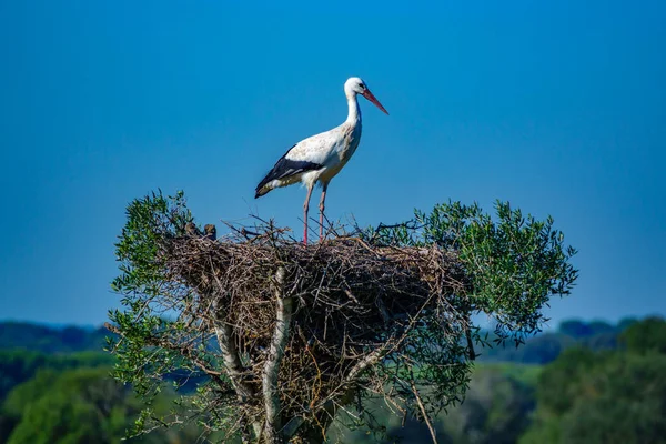 Čáp nad hnízda na vrcholu stromu — Stock fotografie