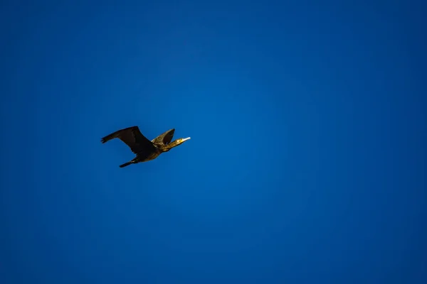 Cormorano isolato che sorvola il cielo blu profondo — Foto Stock