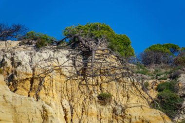 Bir çam ağacı köküne landside sonra alttan görünüm
