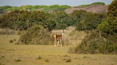 Kameraya bakarak Cervus elaphus hispanicus