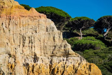 Çam ağaçları ve mavi gökyüzü katmanları kum