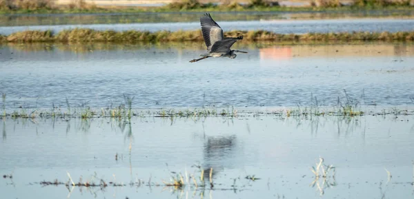Sular altında pirinç plantasyon üzerinde uçan Heron profil görünümü — Stok fotoğraf