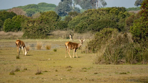Cervus elaphus hispanicus Donana kamera bakıyor