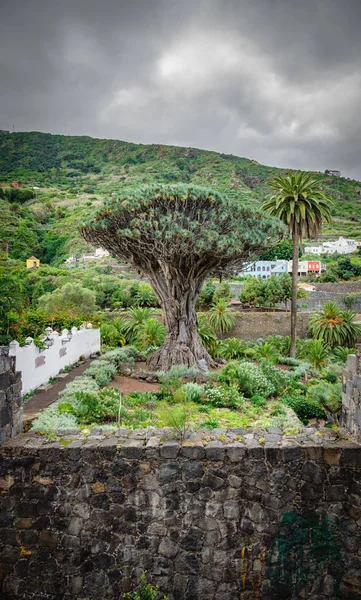 Berömda Drago Milenario, tusenåriga drake träd i Teneriffa — Stockfoto
