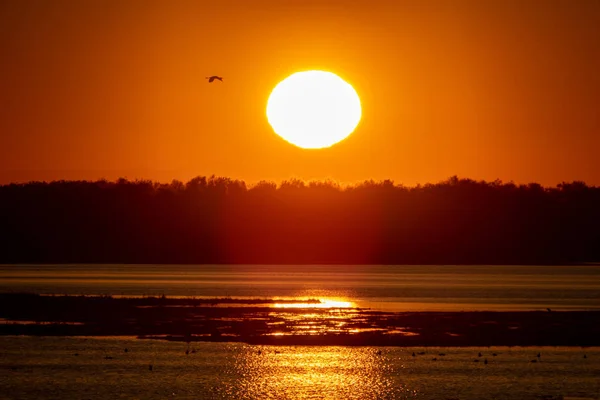 Salida del sol sobre el bosque y la laguna con enormes aves volando — Foto de Stock