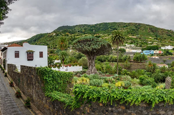 Ünlü Drago Milenario ve street, bin yıllık Ejder ağacı Tenerife — Stok fotoğraf