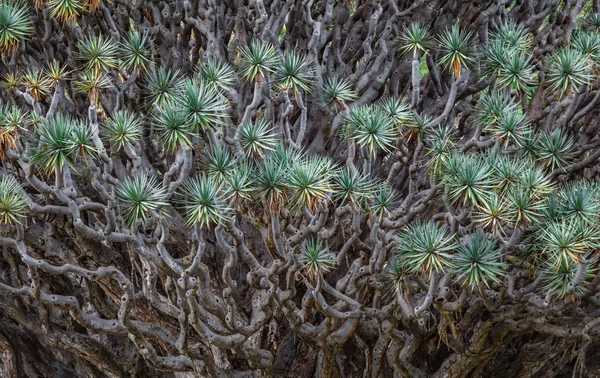 Árbol del Dragón Milenial vista desordenada de hojas —  Fotos de Stock