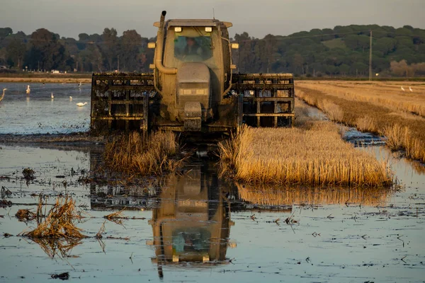 Harvester machine to harvest rice field working — Stock Photo, Image