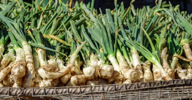 Izgara üzerinde yemek pişirmek için hazırlanan geleneksel keşfetmesine calsots