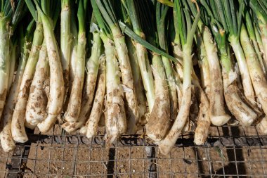 Izgara üzerinde yemek pişirmek için hazırlanan keşfetmesine calsots