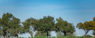 Holm meşe ağaçları mavi gökyüzü karşı tepenin üstüne