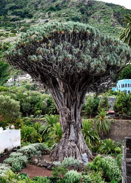 Hela berömda Drago Milenario träd i Teneriffa — Stockfoto