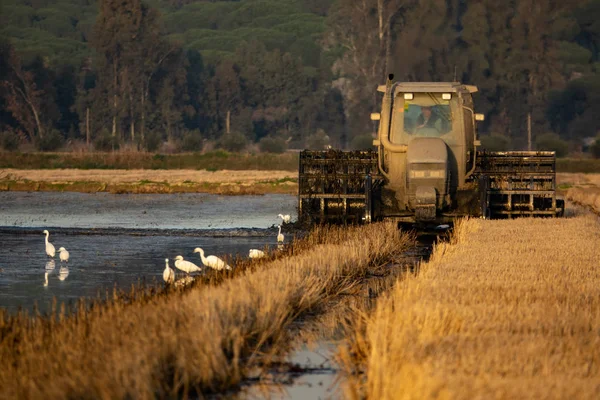 Tracteur récolte rizière avec hérons blancs, vue de face — Photo