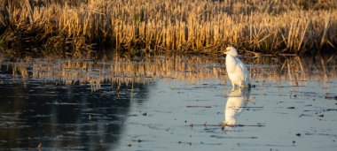 Pirinç tarlaları yakınındaki çamur üzerinde yansıyan beyaz ak balıkçıl