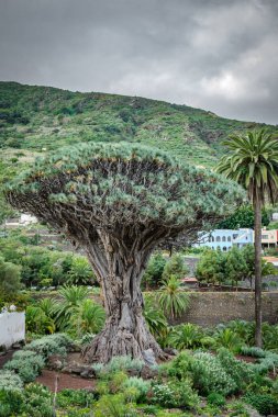 Ünlü Drago Milenario, bin yıllık Ejder ağacı Tenerife