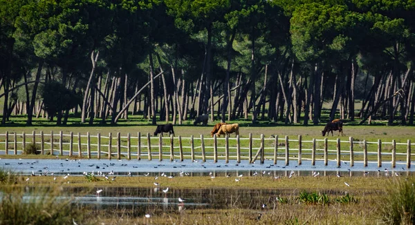 In de buurt van lake met houten hek grazende koeien — Stockfoto
