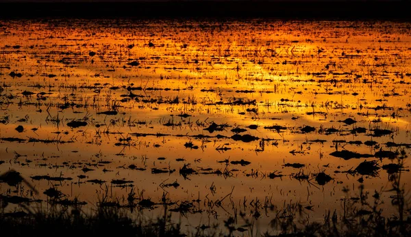 Rijstveld bij zonsondergang met oranje kleuren — Stockfoto