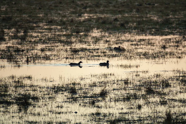 Pond iki Fulica Atra kuşlar, uzun atış — Stok fotoğraf