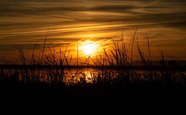 Uzun boylu çim arkasında bulanık turuncu günbatımı