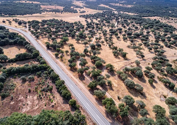 Luchtfoto van Holm Oak Forest en Road — Stockfoto