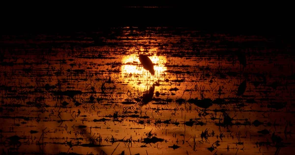 Heron backlit over sun reflection on flooded rice field — Stock Photo, Image