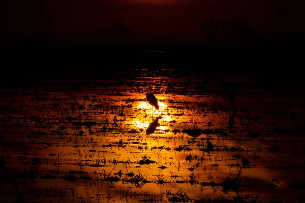 Ardea cinerea backlit over sun reflection on flooded rice field — Φωτογραφία Αρχείου